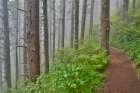 USA- Oregon. Lookout State Park trail with fog amongst Sitka spruce forest Art Print